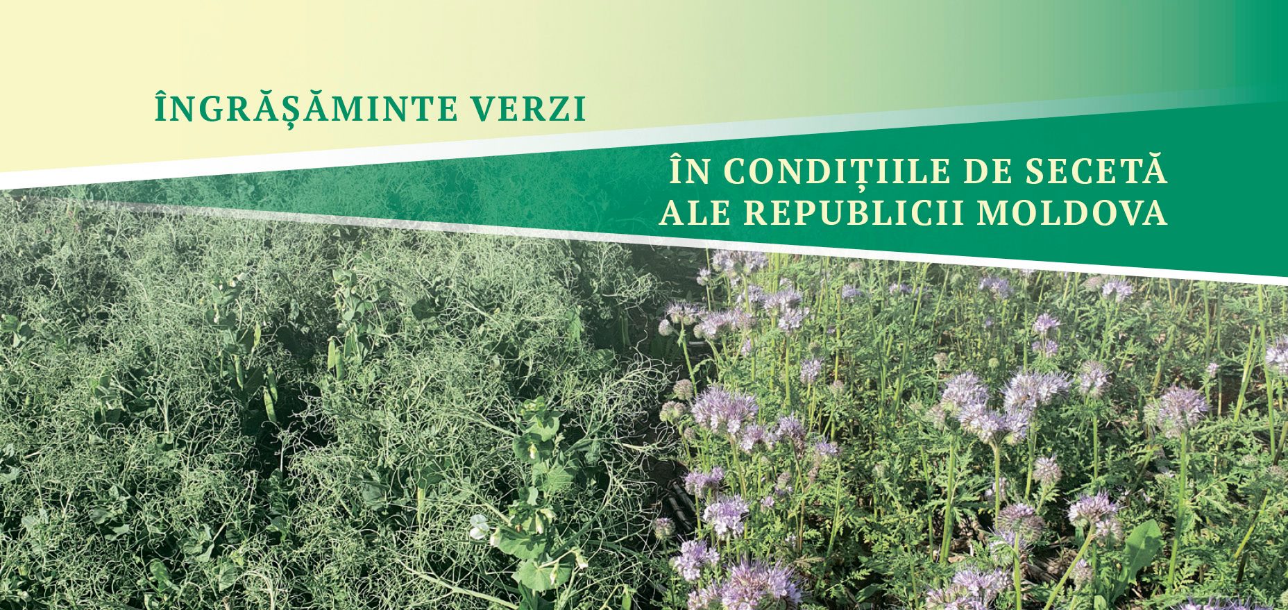 Ghid de buzunar privind utilizarea îngrășămintelor verzi în condiții de secetă