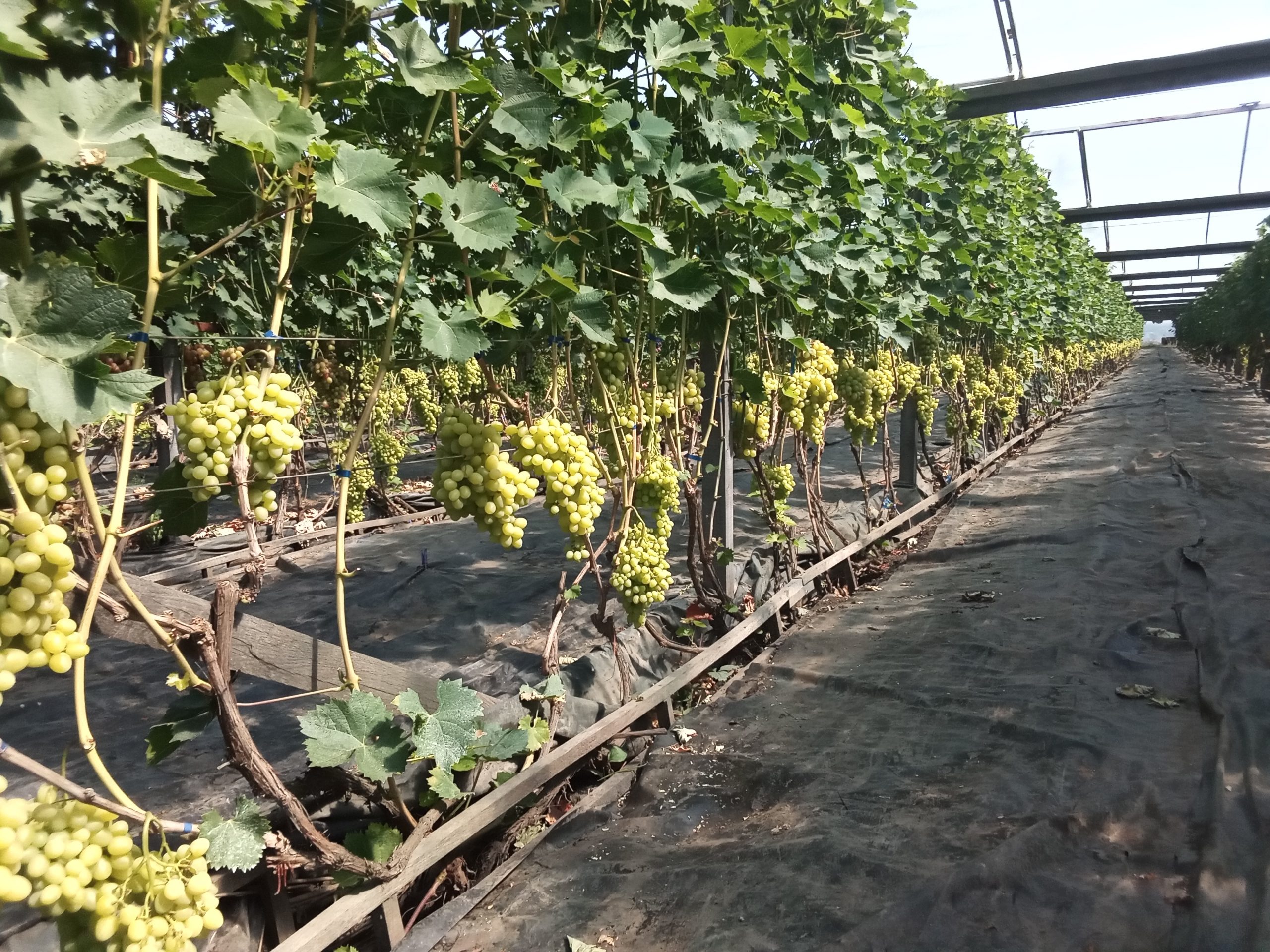 Producerea strugurilor ecologici, avantajoasă pentru fermieri şi salutată de consumatori