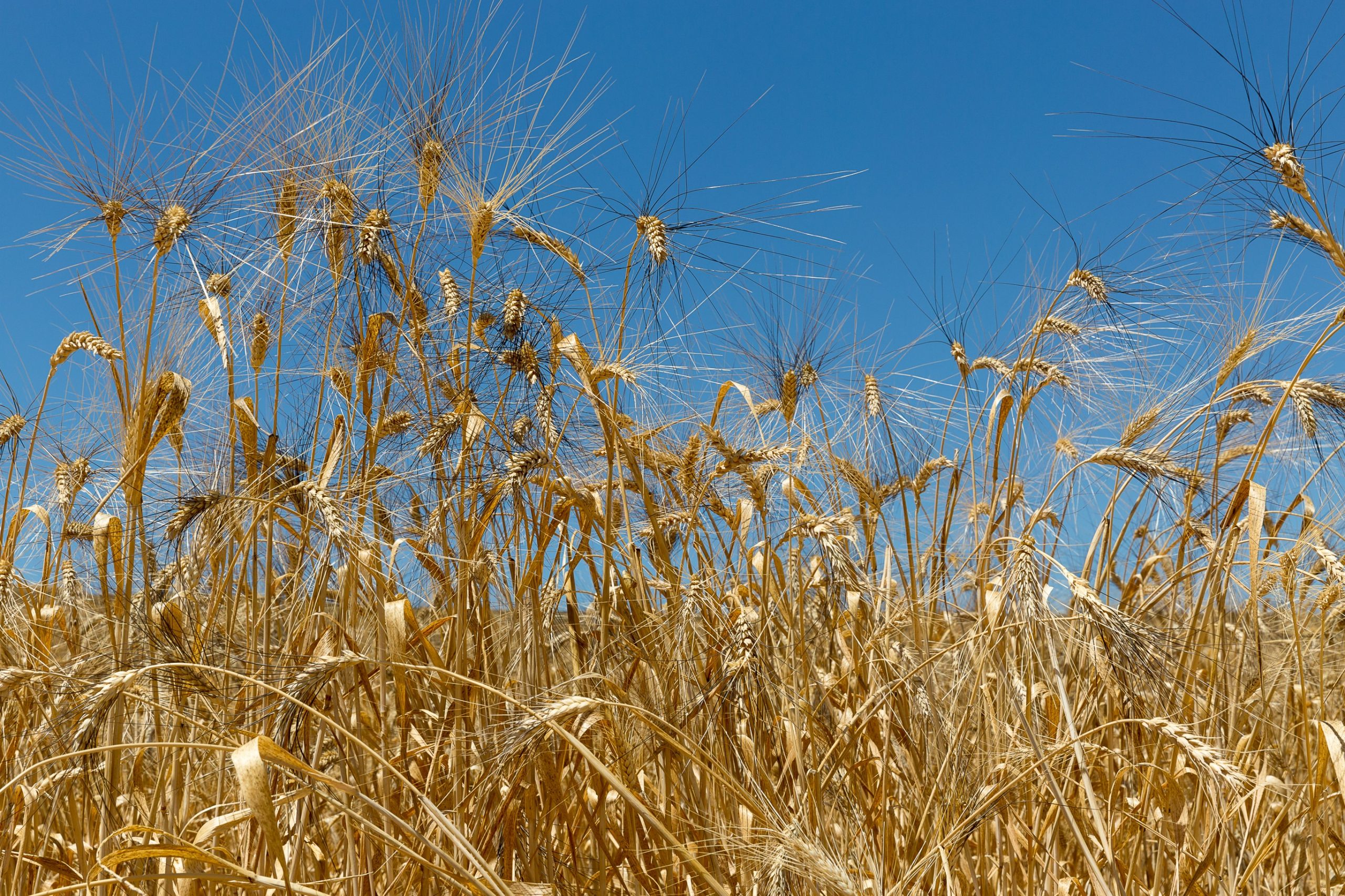 Patru producători ecologici moldoveni au participat la o întâlnire de afaceri în Sicilia
