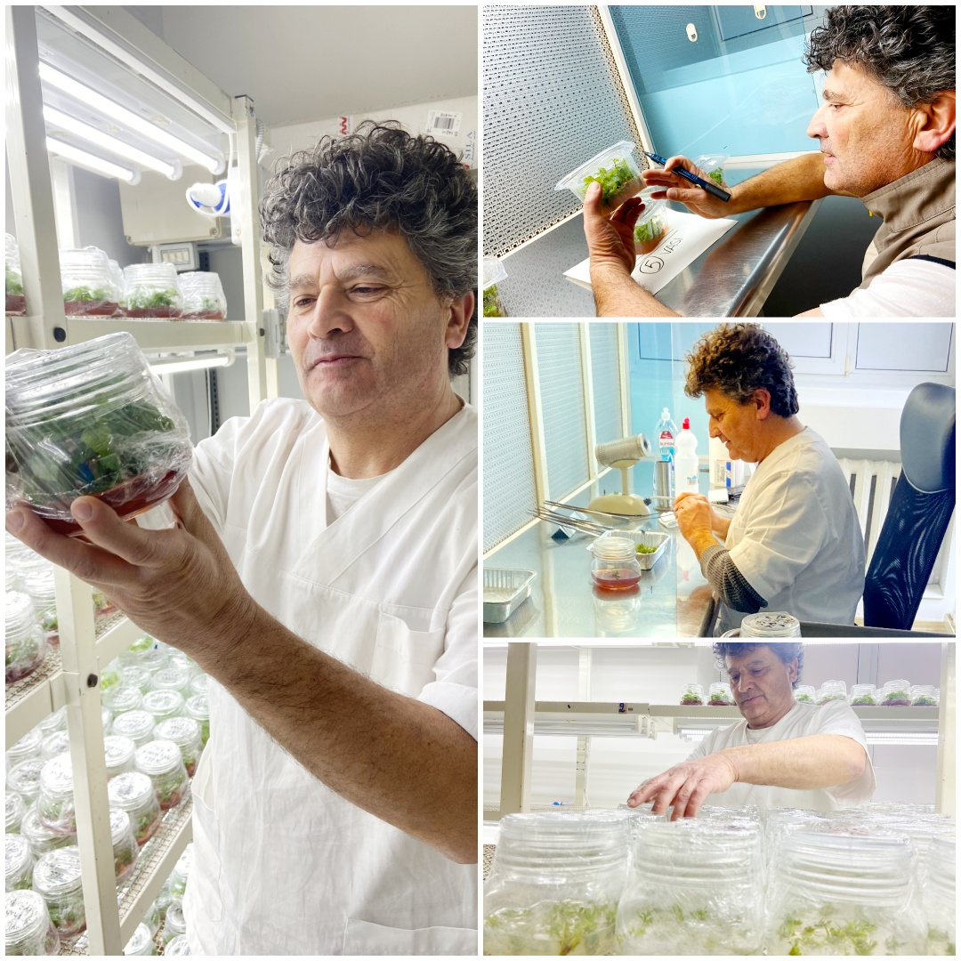 Laborator de producere a materialului săditor devirusat, creat în Moldova de Euroalun