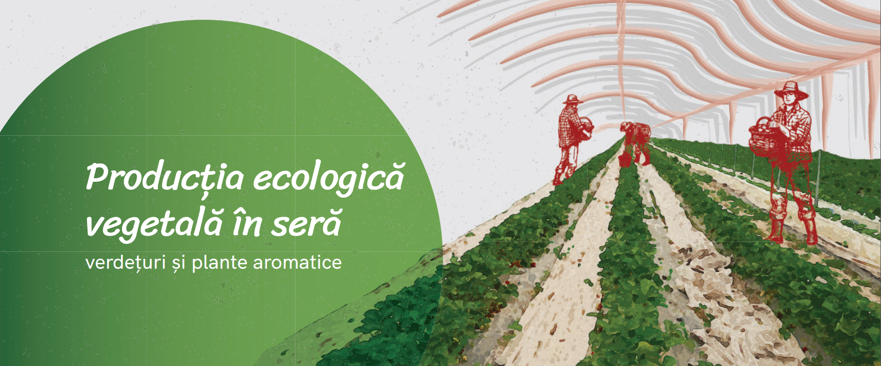 Ghid privind producerea ecologică în seră a verdețurilor și plantelor aromatice