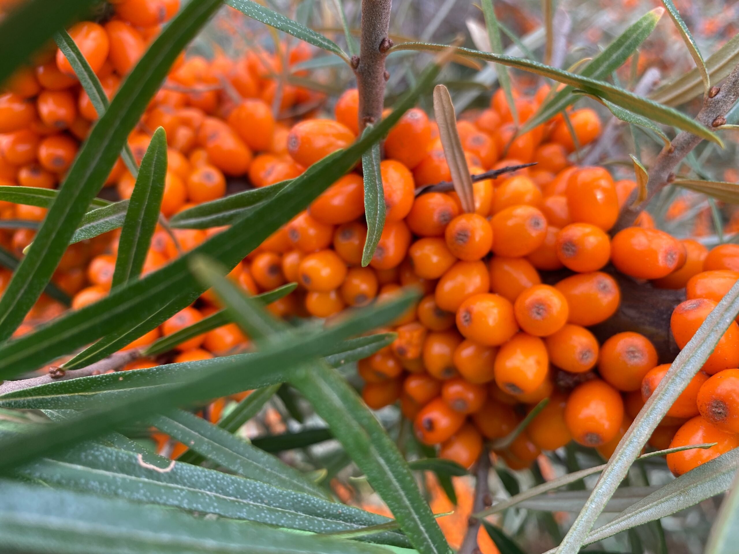 Apel la cooperare și susținere între producătorii de cătină albă