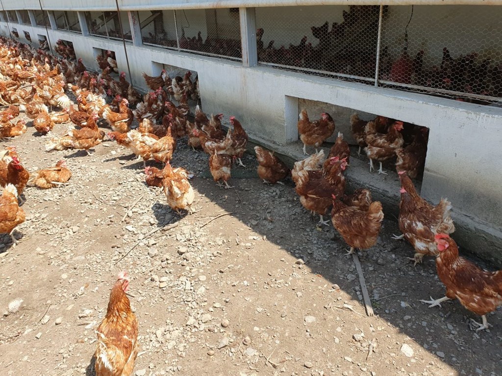 Consultanță americană gratuită în domeniul creșterii ecologice a animalelor