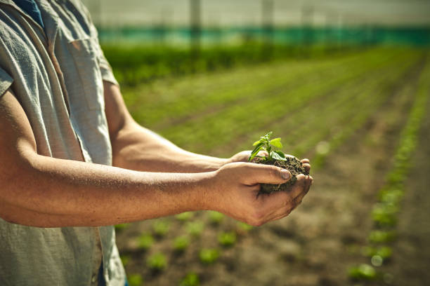 Guvernul a aprobat măsurile de subvenționare a agriculturii ecologice