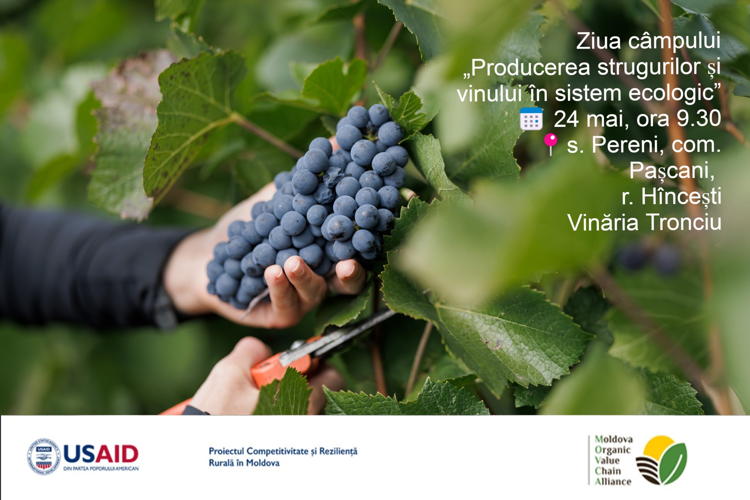 Asociația MOVCA și Proiectul Competitivitate și Reziliență Rurală în Moldova invită toți viticultorii la ziua câmpului dedicată practicilor ecologice în producerea strugurilor și a vinului