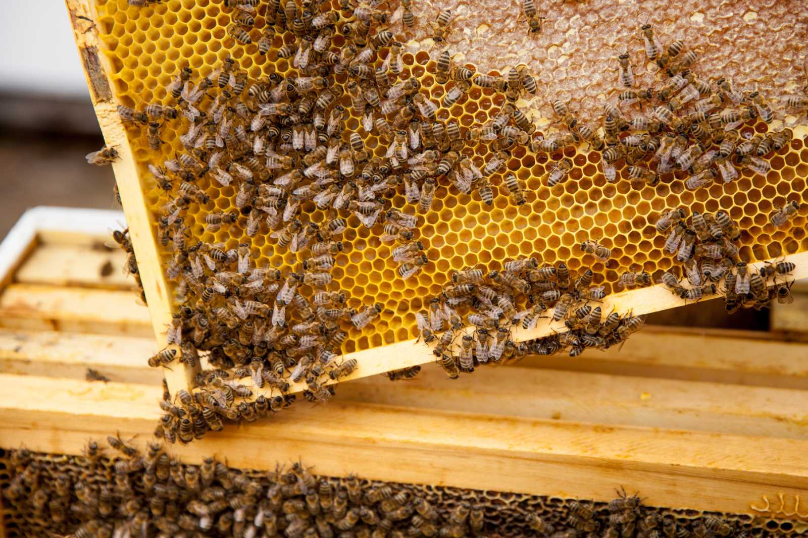 Apicultura ecologică – o oportunitate pentru Moldova