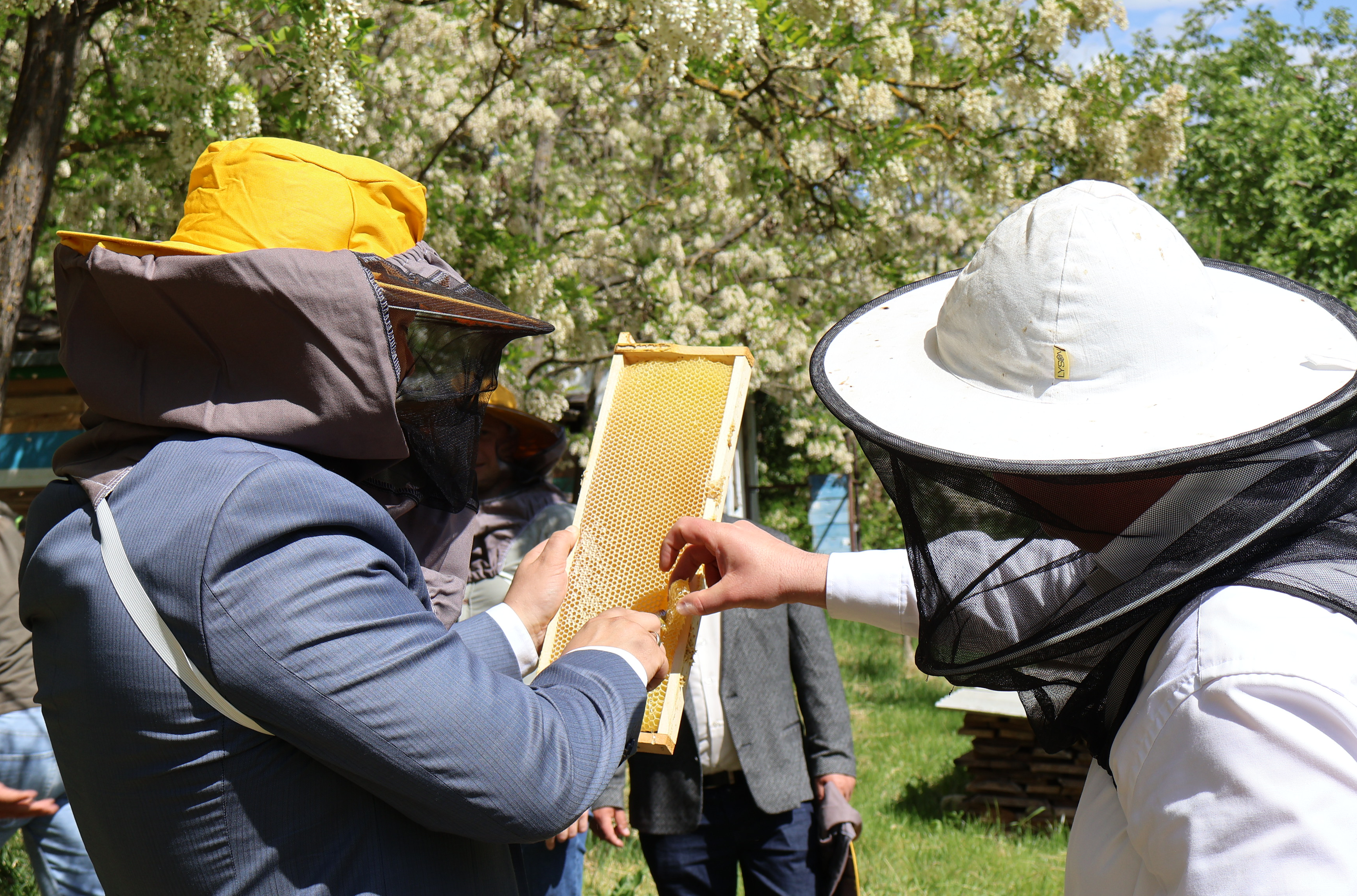 ALBINA A FOST DECLARATĂ „CEA MAI IMPORTANTĂ FIINȚĂ VIE DE PE PLANETĂ”