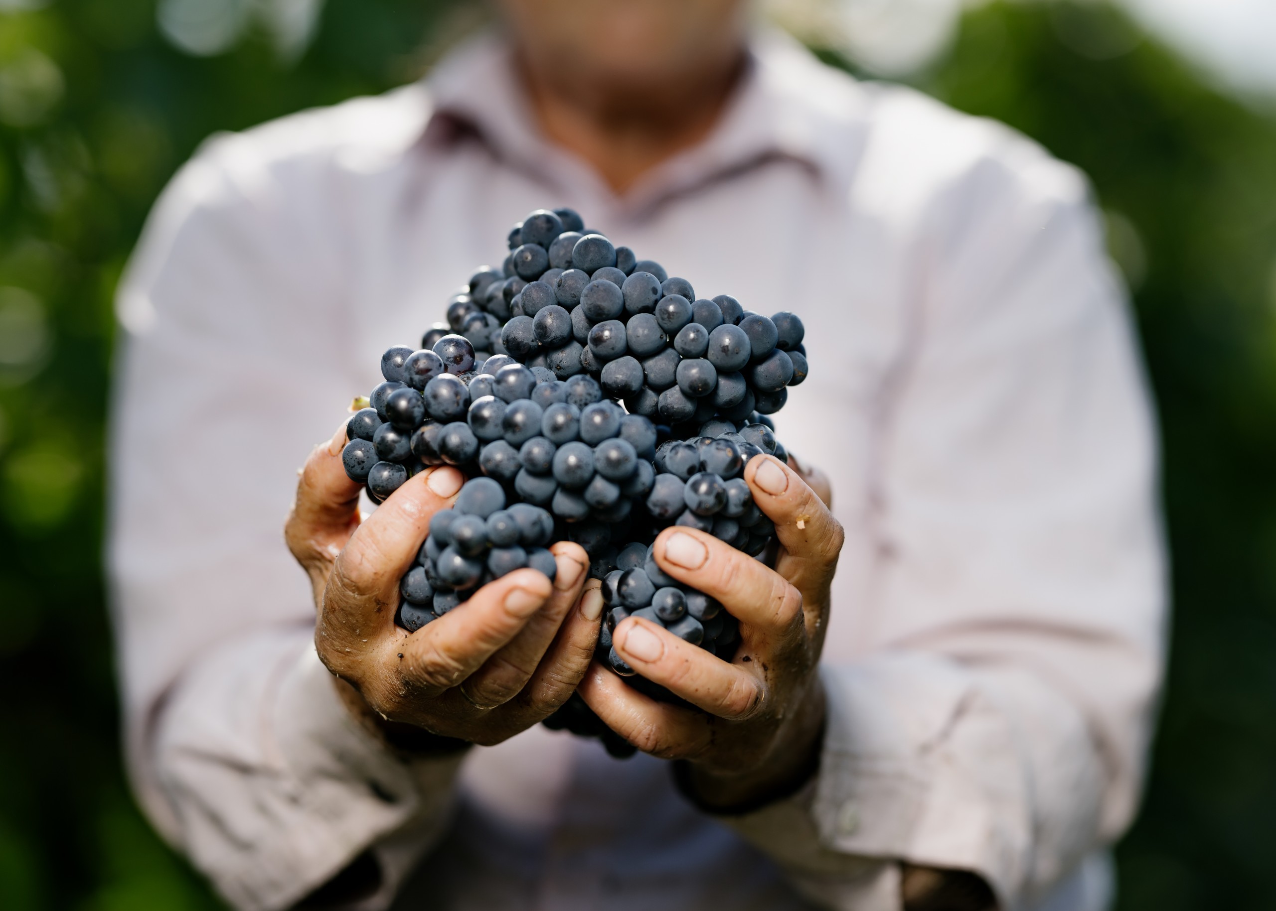 Vinurile ecologice din Moldova: o întoarcere la natură și tradiție