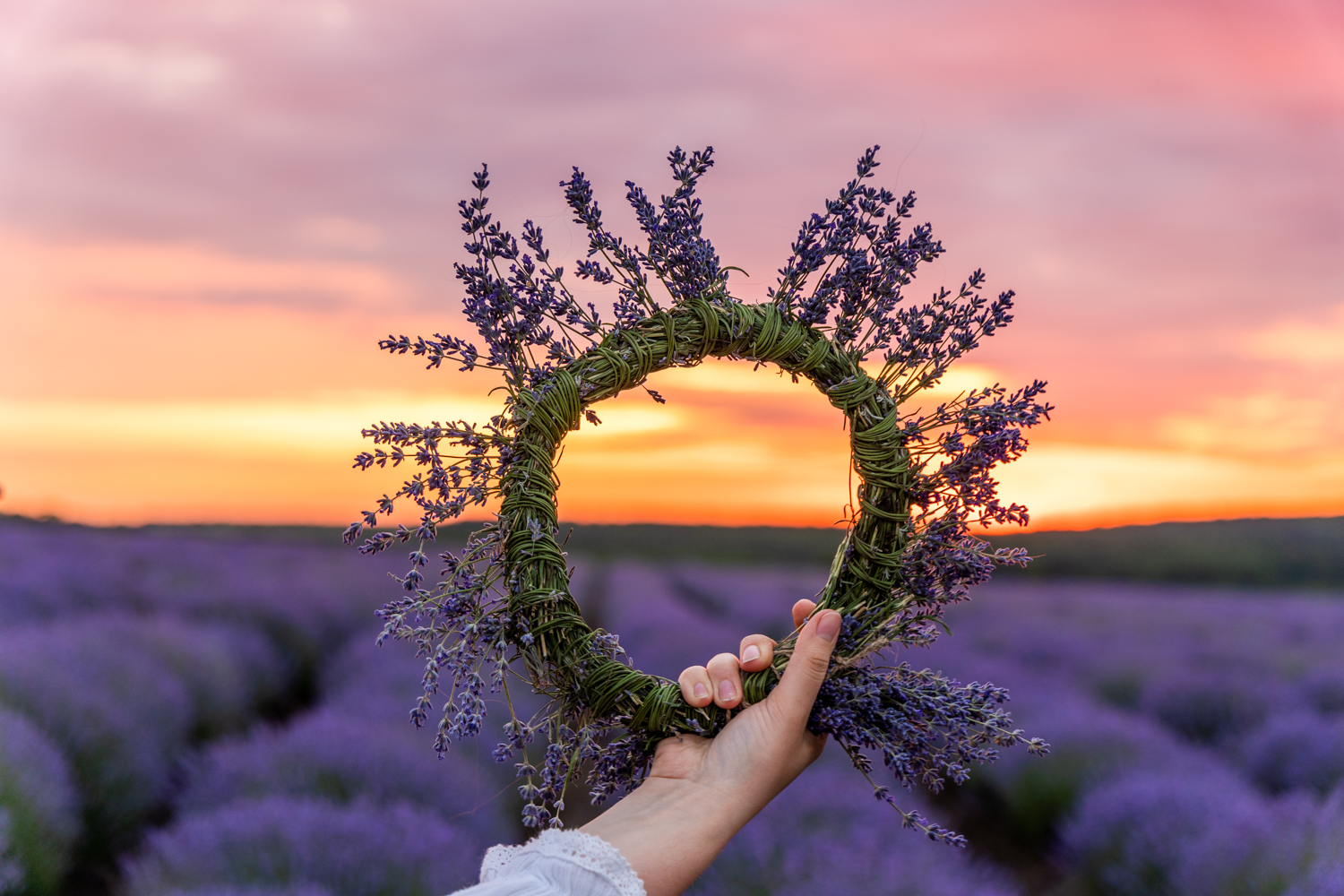 Plantele aromatice și medicinale ecologice – comoara naturii